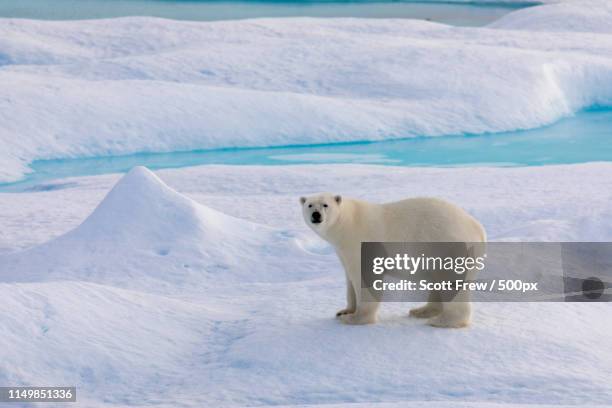 animal image - polar bear fotografías e imágenes de stock