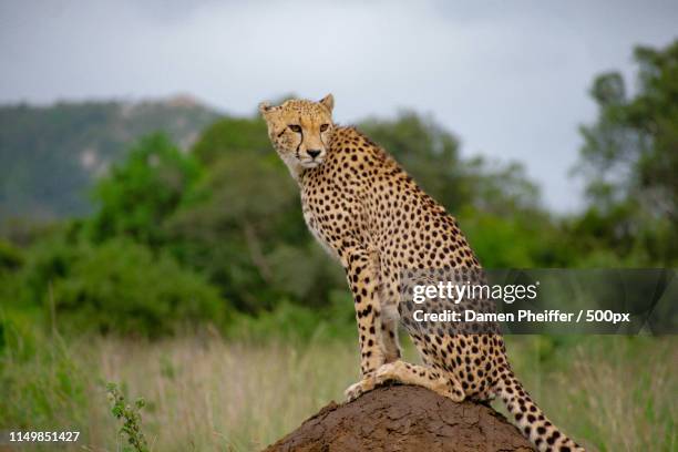 hangry eyes - kwazulu natal stock pictures, royalty-free photos & images