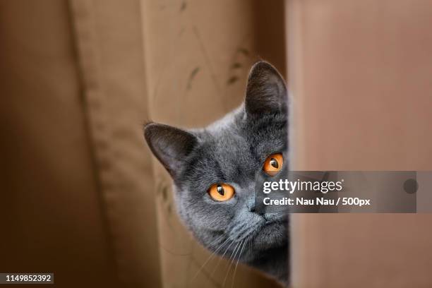 british cat emerge from behind the corner - looking around stock pictures, royalty-free photos & images