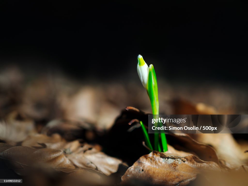 Leucojum Springtime