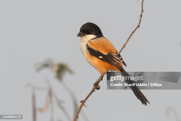 long-tailed shrike rufous-backed shrike (lanius schach tricolor) - lanius schach stock pictures, royalty-free photos & images