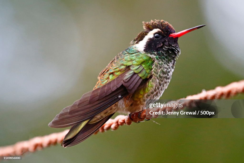 White-Eared Hummingbird Male