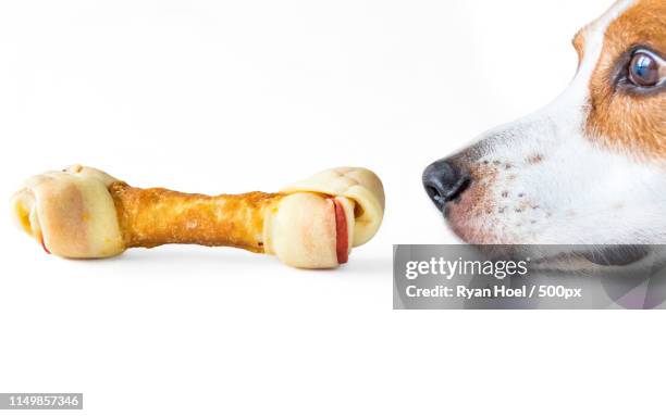 a beagle mix hound dog sniffing a delicious dog bone - dog knots stock pictures, royalty-free photos & images