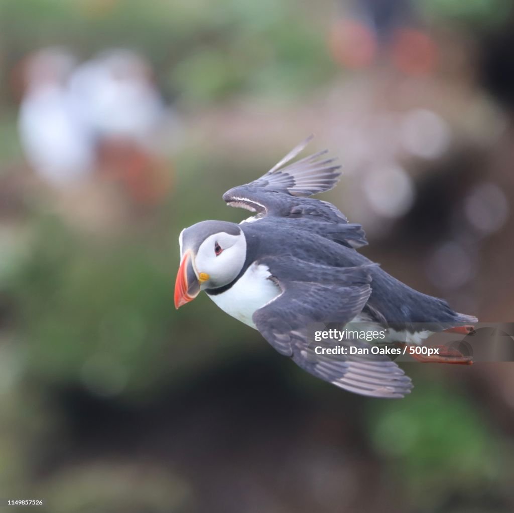 Flying Puffin