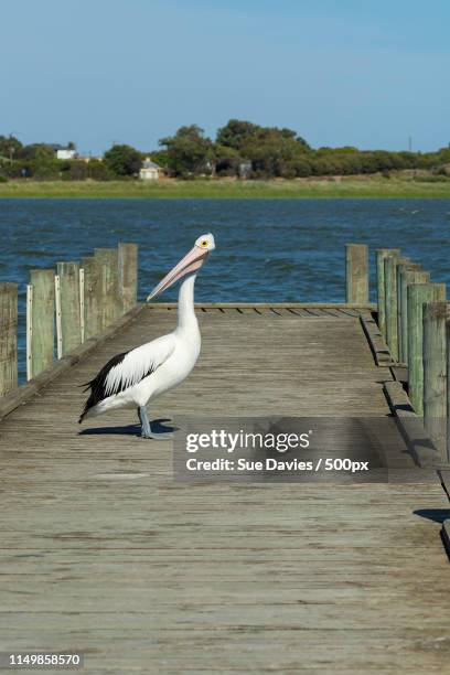 Pelicans Murray River Photos and Premium High Res Pictures - Getty Images