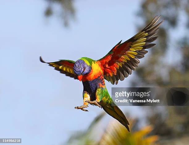 rainbow lorikeet flying - gespreizte flügel stock-fotos und bilder
