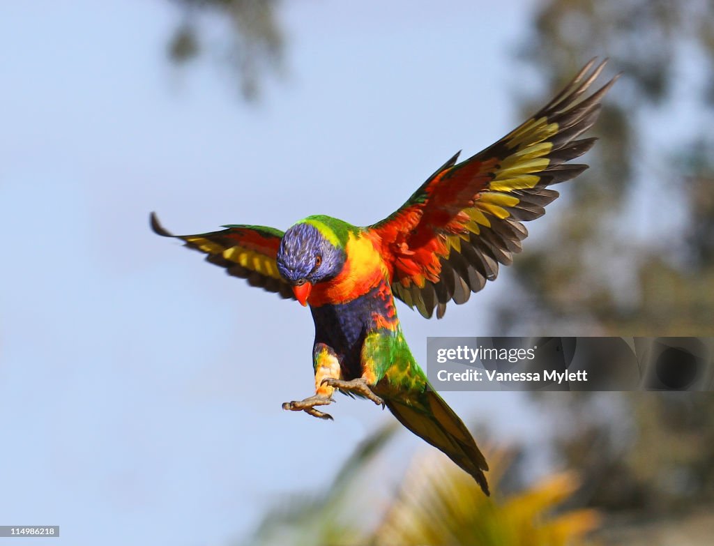 Rainbow Lorikeet flying