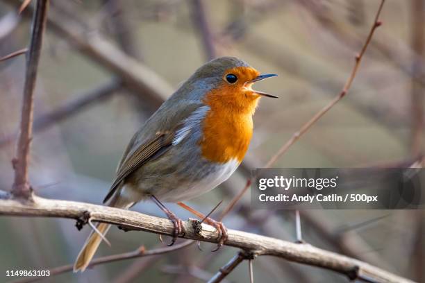 european robin - bird singing fotografías e imágenes de stock