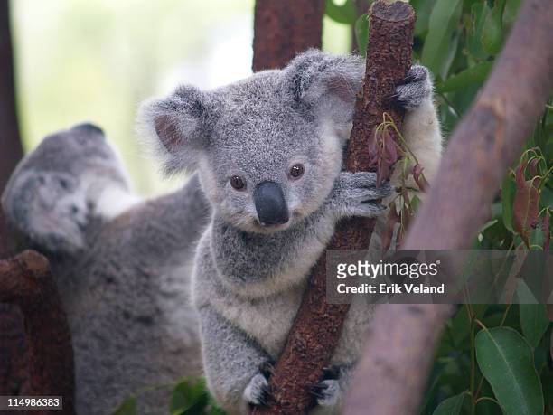 cutest koala - koala stock pictures, royalty-free photos & images