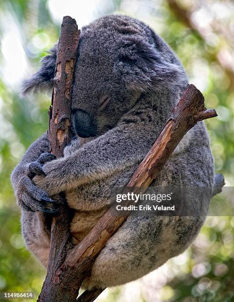 Koala Meditating