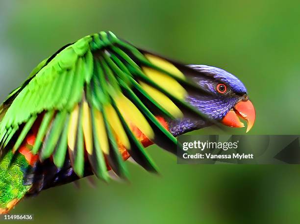 rainbow lorikeet - rainbow lorikeet stock pictures, royalty-free photos & images