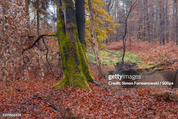 tress in autumn - coast live oak stock pictures, royalty-free photos & images