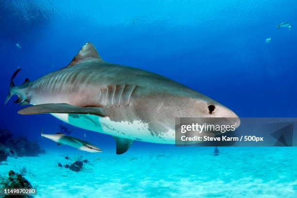 tiger shark - tiger shark imagens e fotografias de stock