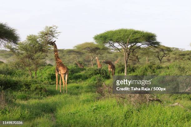 ndutu serenegti and ngorongoro safari - ngorongoro conservation area stock pictures, royalty-free photos & images