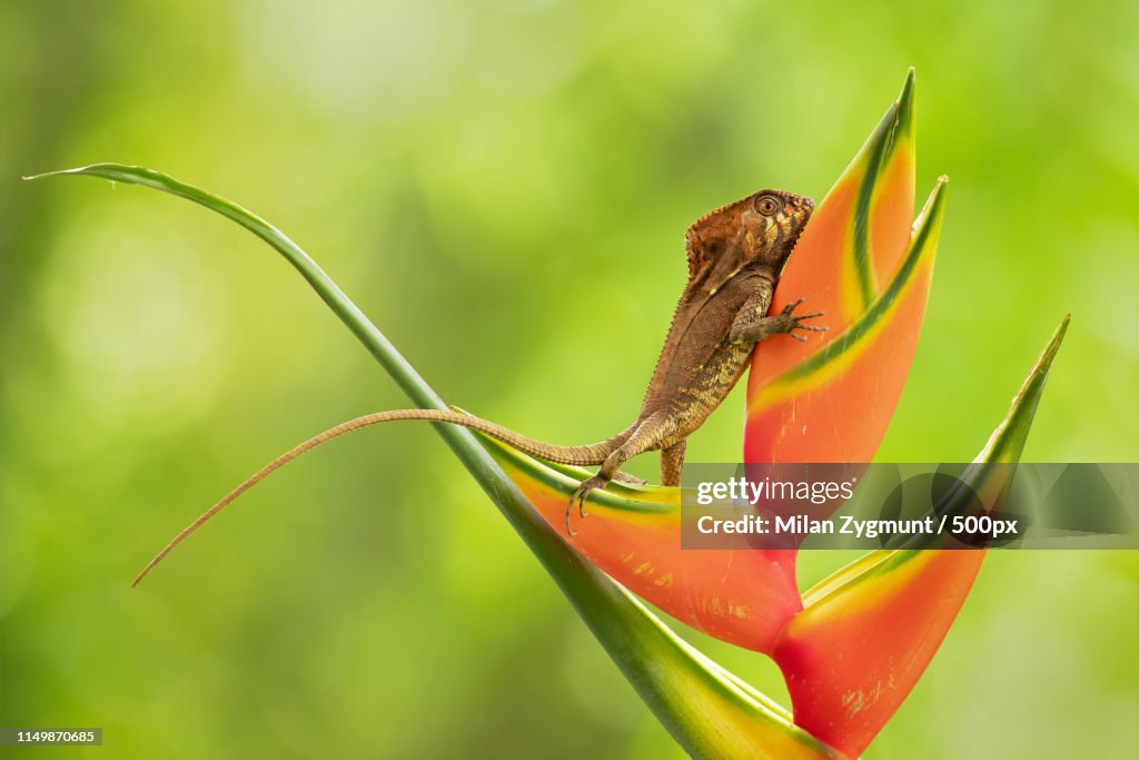 Smooth Helmeted Iguana