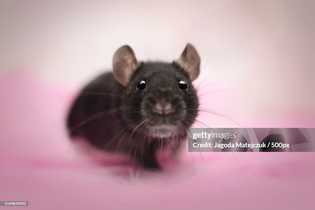 Cute Little Rat