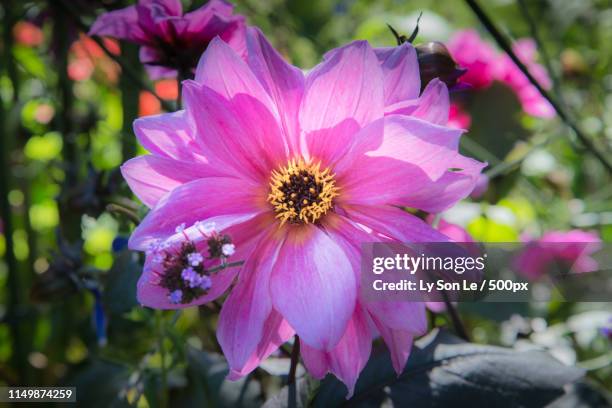 pink dahlia - butchart gardens canada stock-fotos und bilder