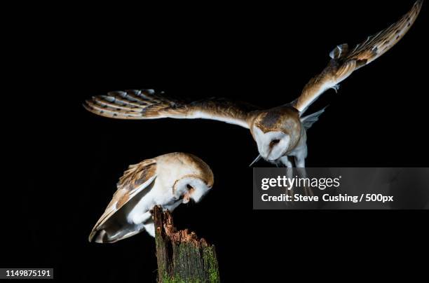 nature image - owl uk stock pictures, royalty-free photos & images