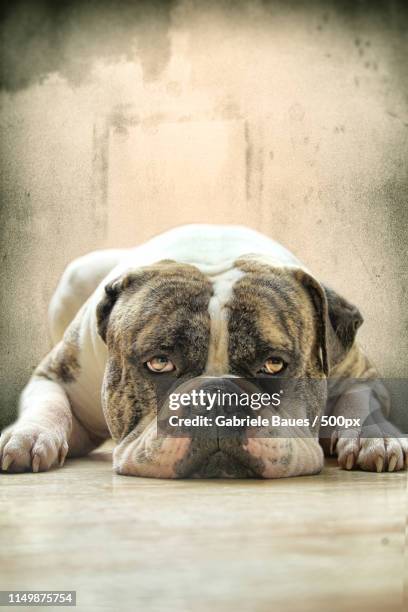 butch - american bulldog stock pictures, royalty-free photos & images