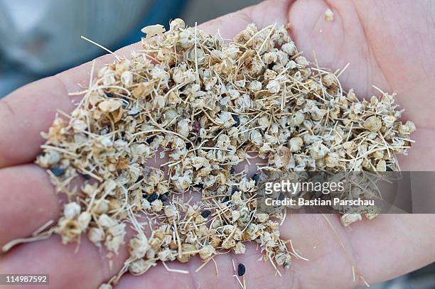Wild origan seeds shown by a farmer on November 12, 2010 in Heraklion, Greece.