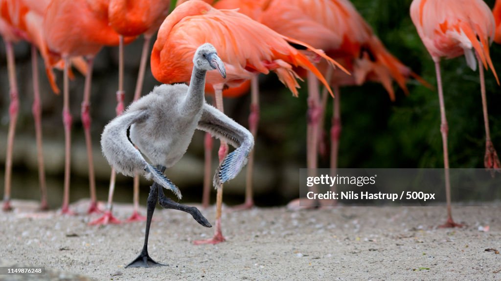 Flamingo chick dancing in front of adults