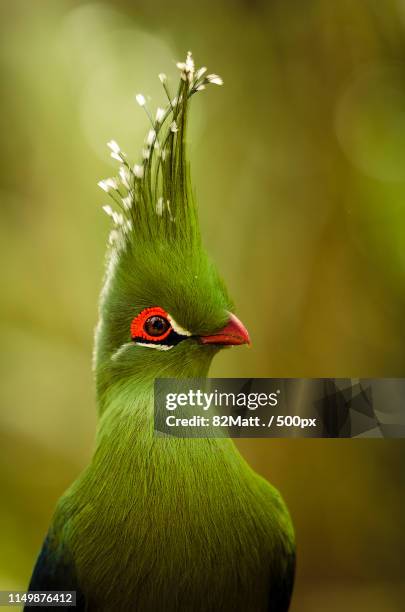 backcombed - tropische vogel stockfoto's en -beelden