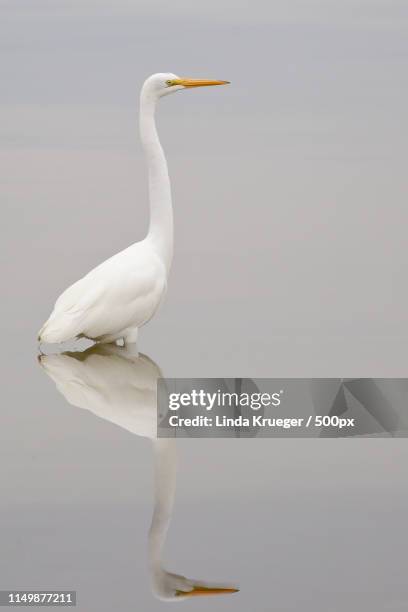 great egret - titusville florida fotografías e imágenes de stock