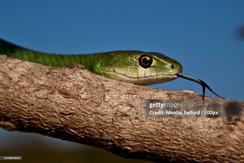Spotted Bush Snake - Philothamnus Semivariegatus