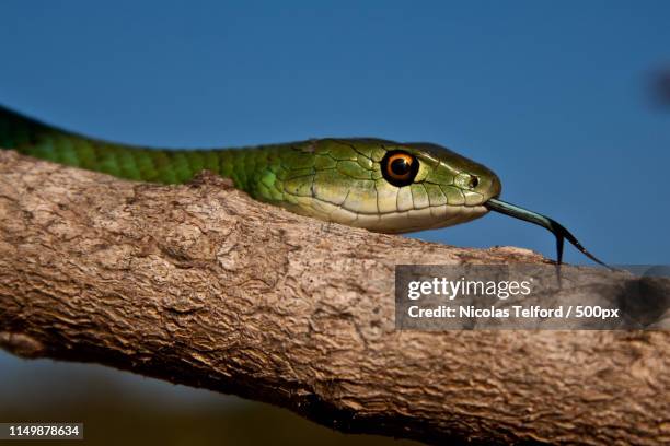 spotted bush snake - philothamnus semivariegatus - tree snake stock pictures, royalty-free photos & images