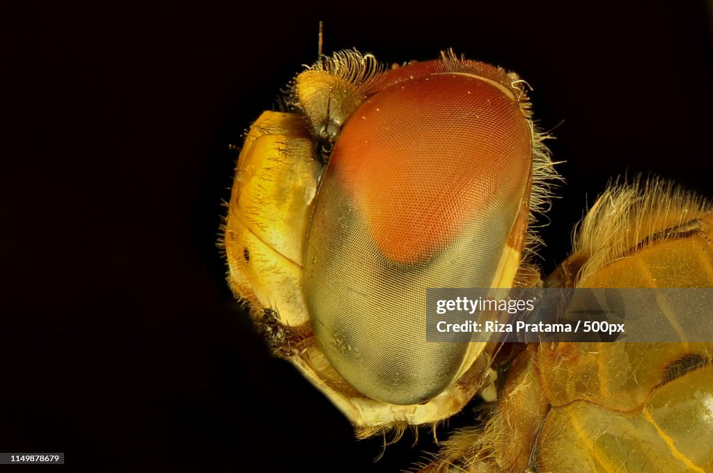 Close up of insect head