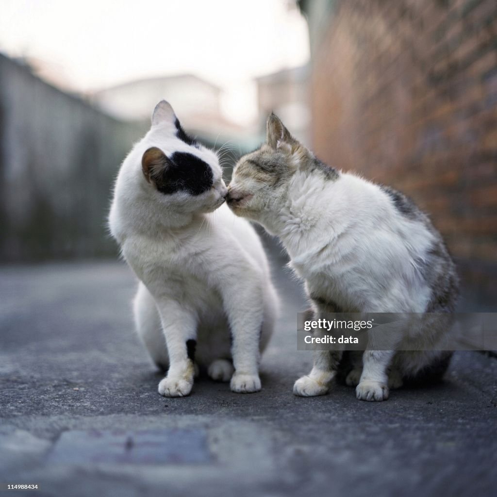 Cats kissing