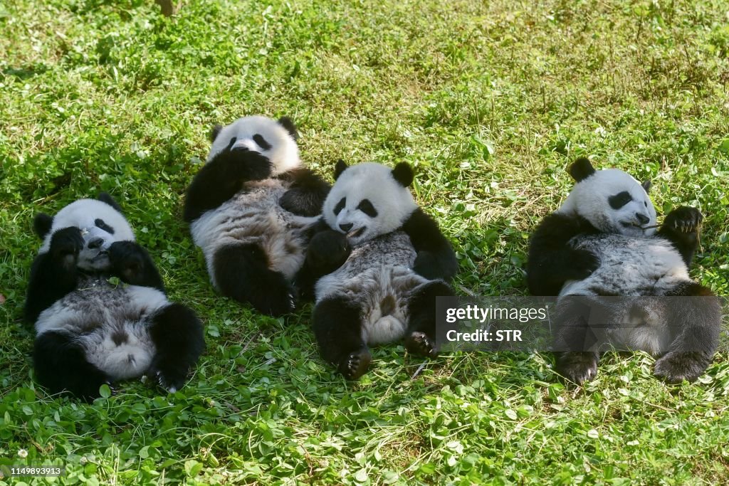 TOPSHOT-CHINA-CONSERVATION-ANIMAL-PANDA