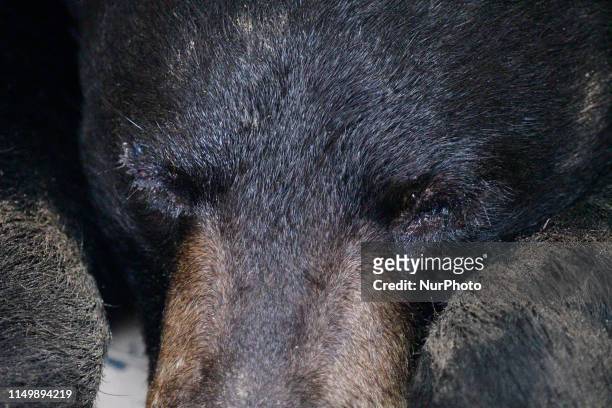 Male black bear was captured by game warden with the PA State Game Commissions after a five-day Long chase in lower-Montgomery and the far northwest...