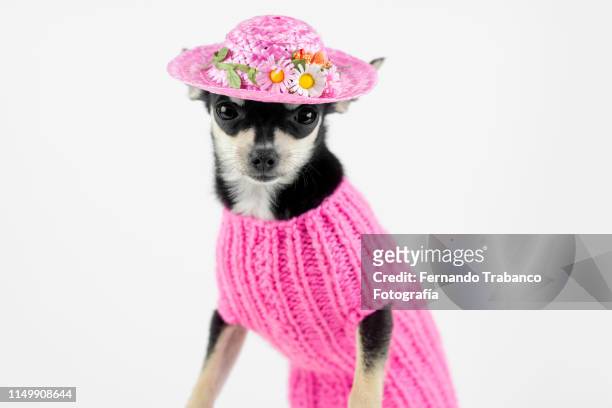 dog with flower hat - petite parade stock pictures, royalty-free photos & images