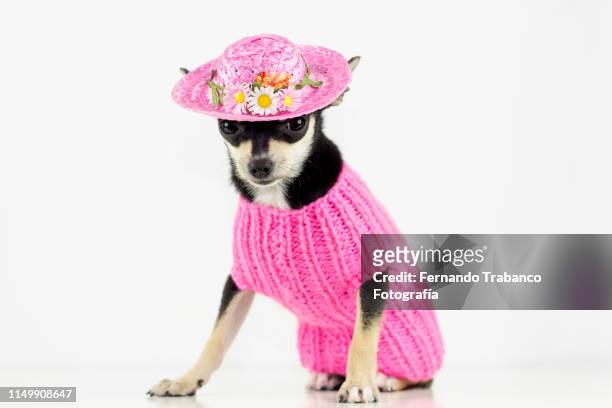 dog with flower hat - sweet little models stock pictures, royalty-free photos & images