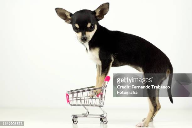 dog with shopping cart - dog pad stock pictures, royalty-free photos & images