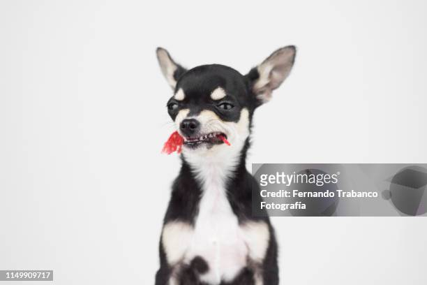 dangerous dog - chihuahua dog stockfoto's en -beelden