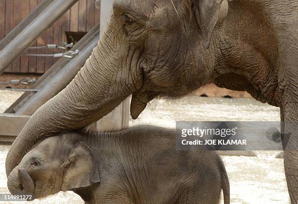 Johti, 44-years old Asiatic Elephant , plays with her newborn female baby at Ostrava's Zoo on May 31, 2011. The baby elephant was born on April 15....