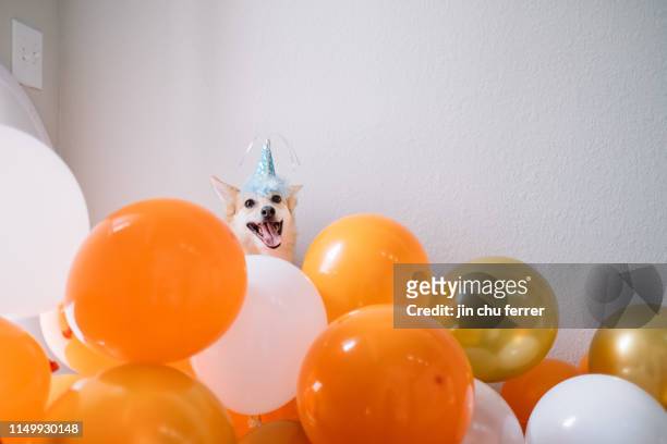 roscoe's birthday! - birthday balloons stock pictures, royalty-free photos & images