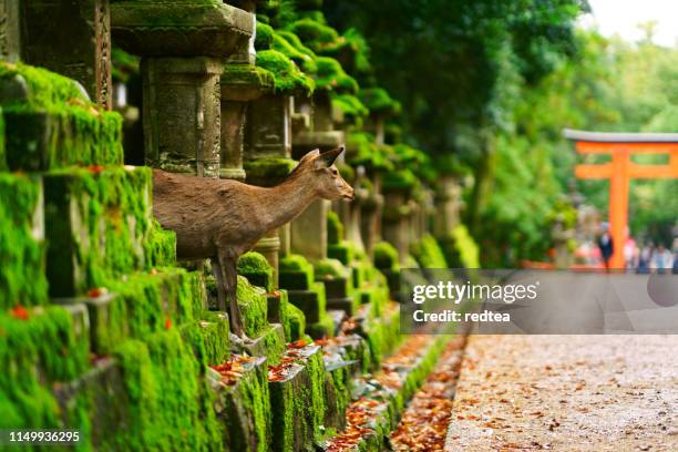 sanctuaires de nara et lanterne avec cerf - famille du cerf photos et images de collection