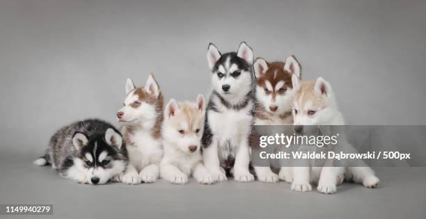 husky puppies - siberian husky stock-fotos und bilder