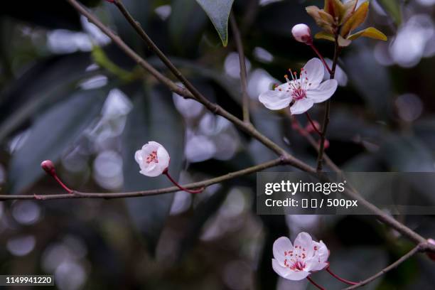 flower - 林 fotografías e imágenes de stock