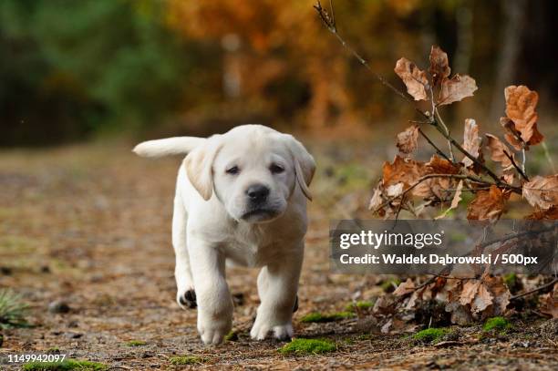 autumn lab - yellow labrador retriever photos et images de collection