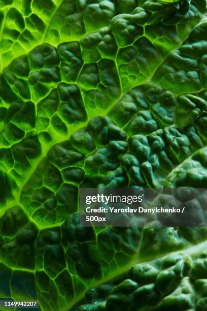 fresh savoy cabbage leaf - macro foto e immagini stock