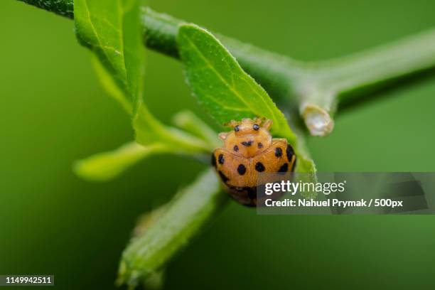 Hadda Insect Hadda Photos and Premium High Res Pictures - Getty Images