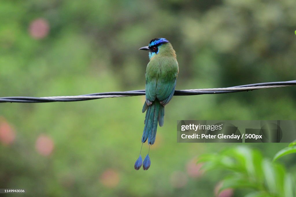 Lesson's Motmot