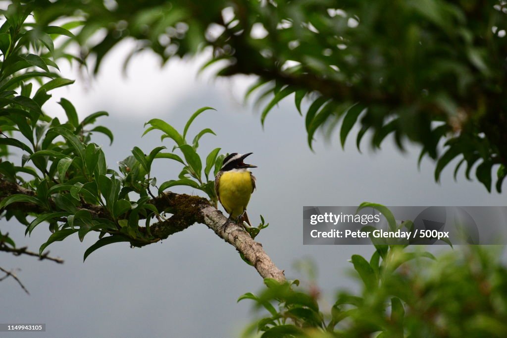 Bananaquit