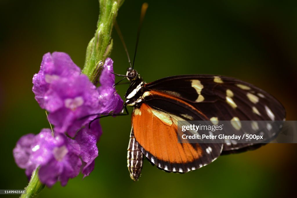 Animal Image
