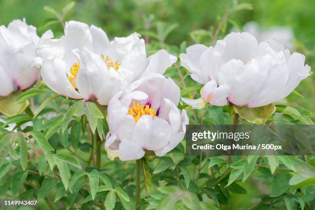 paeonia suffruticosa white flower - paeonia suffruticosa stock pictures, royalty-free photos & images