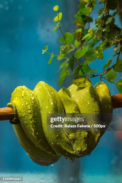 Rainforest Snake Photos and Premium High Res Pictures - Getty Images